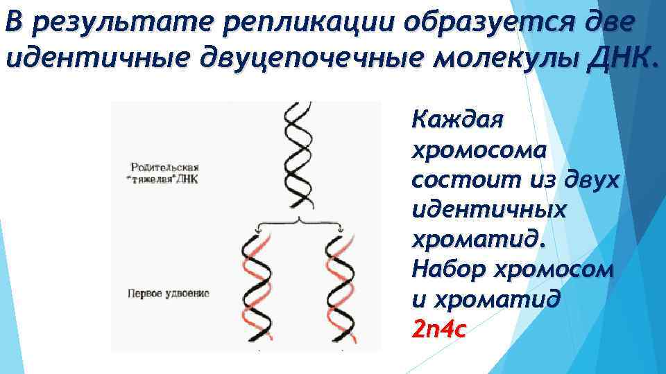 Двуцепочечная днк. В результате репликации образуются:. Репликация ДНК хромосом. Каждая хромосома состоит. При репликации молекулы ДНК образуется.