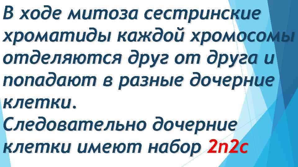 В ходе митоза сестринские хроматиды каждой хромосомы отделяются друг от друга и попадают в