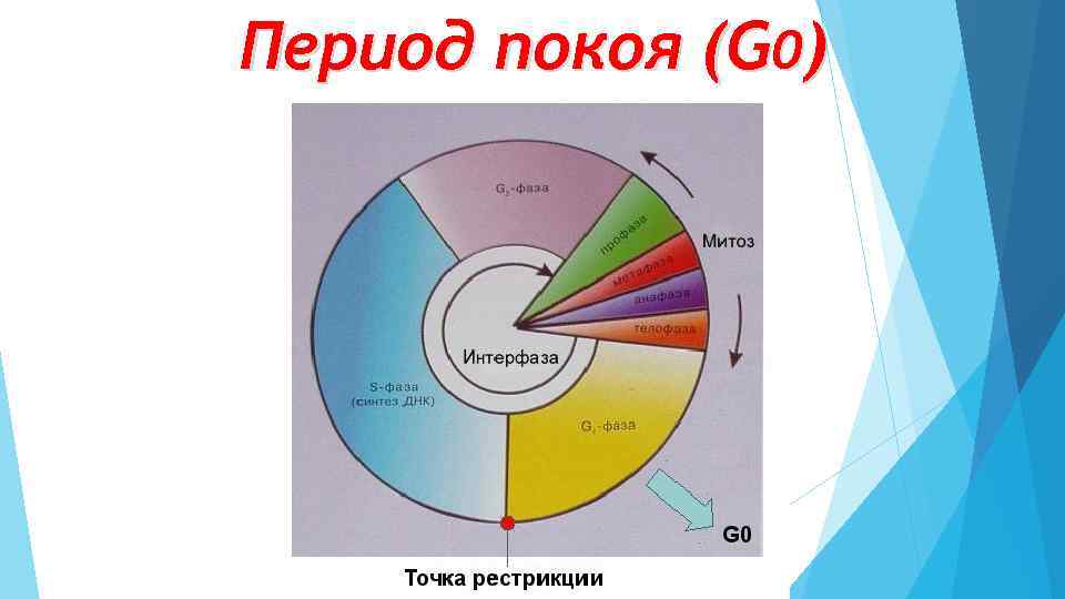 Период покоя (G 0) 