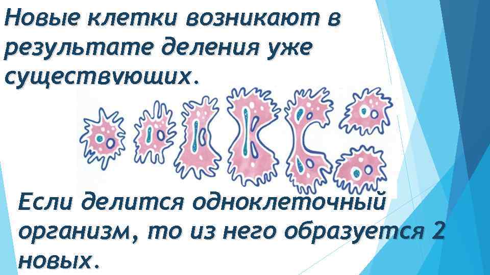 Новые клетки возникают в результате деления уже существующих. Если делится одноклеточный организм, то из