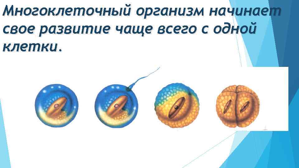 Многоклеточный организм начинает свое развитие чаще всего с одной клетки. 