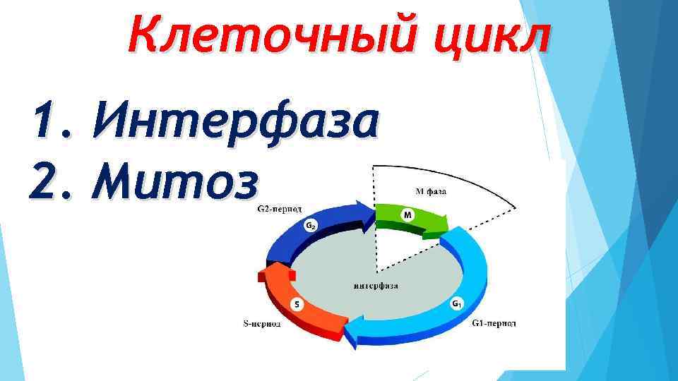 Клеточный цикл 1. Интерфаза 2. Митоз 