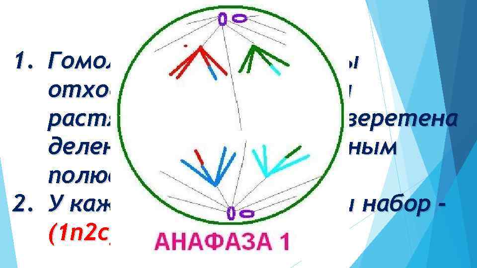 Анафаза I 1. Гомологичные хромосомы отходят друг от друга и растягиваются нитями веретена деления