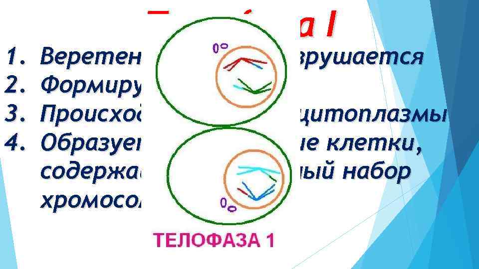 1. 2. 3. 4. Телофаза I Веретено деления разрушается Формируется 2 ядра Происходит деление