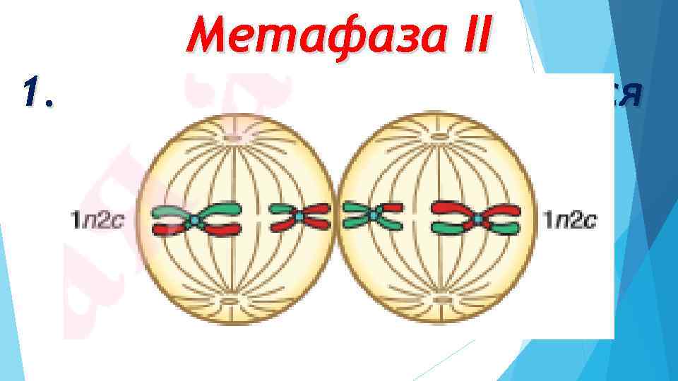 Метафаза II 1. хромосомы располагаются на экваторе клеток 