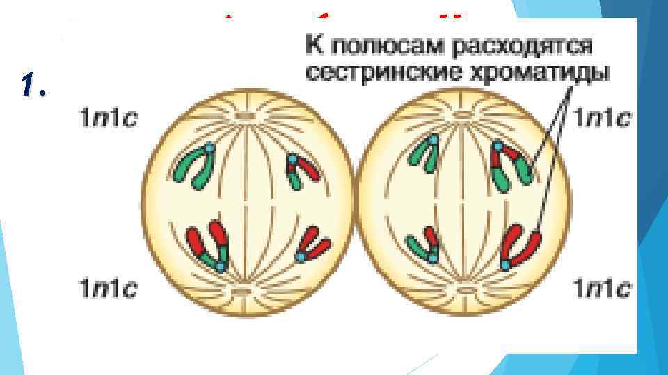 Анафаза II 1. Сестринские хроматиды каждой хромосомы разделяются и расходятся к противоположным полюсам клетки
