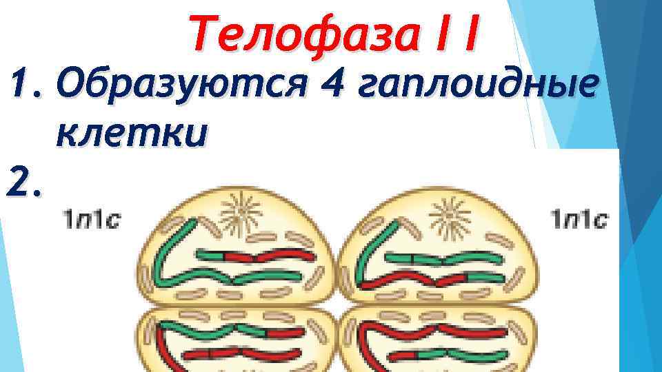 Телофаза I I 1. Образуются 4 гаплоидные клетки 2. Каждая хромосома состоит из одной