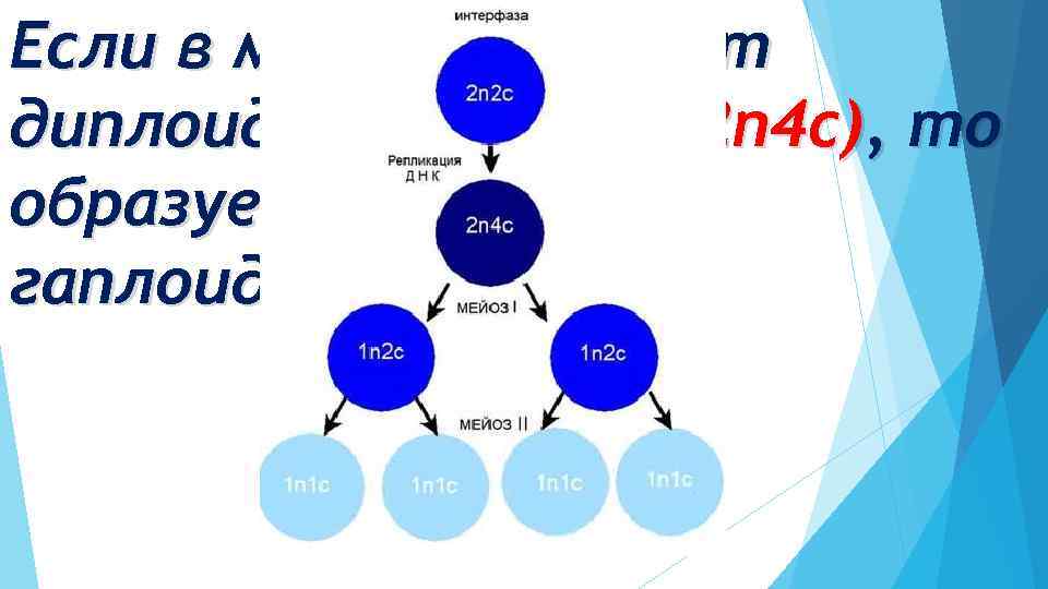 Если в мейоз вступает диплоидная клетка (2 n 4 c), то образуется 4 (1