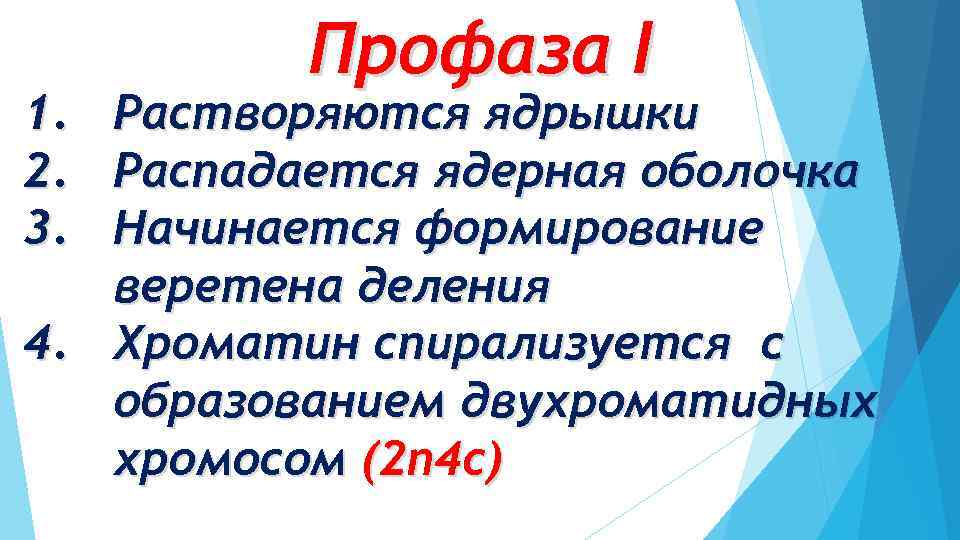 1. 2. 3. Профаза I Растворяются ядрышки Распадается ядерная оболочка Начинается формирование веретена деления