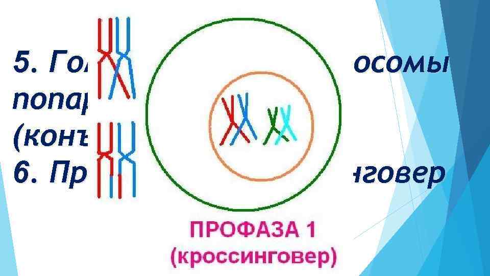 Профаза I 5. Гомологичные хромосомы попарно сближаются (конъюгация) 6. Происходит кроссинговер 