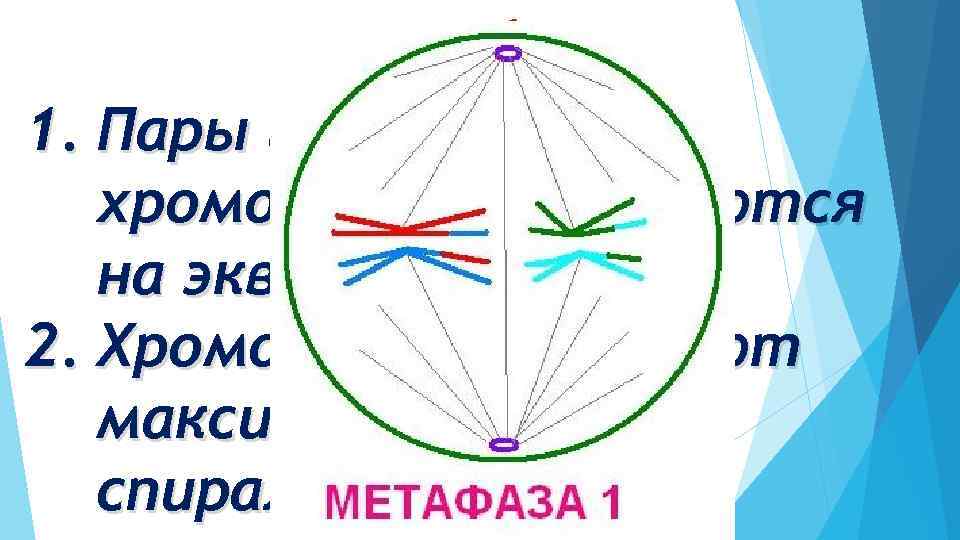 Метафаза I 1. Пары гомологичных хромосом располагаются на экваторе клеток 2. Хромосомы достигают максимальной