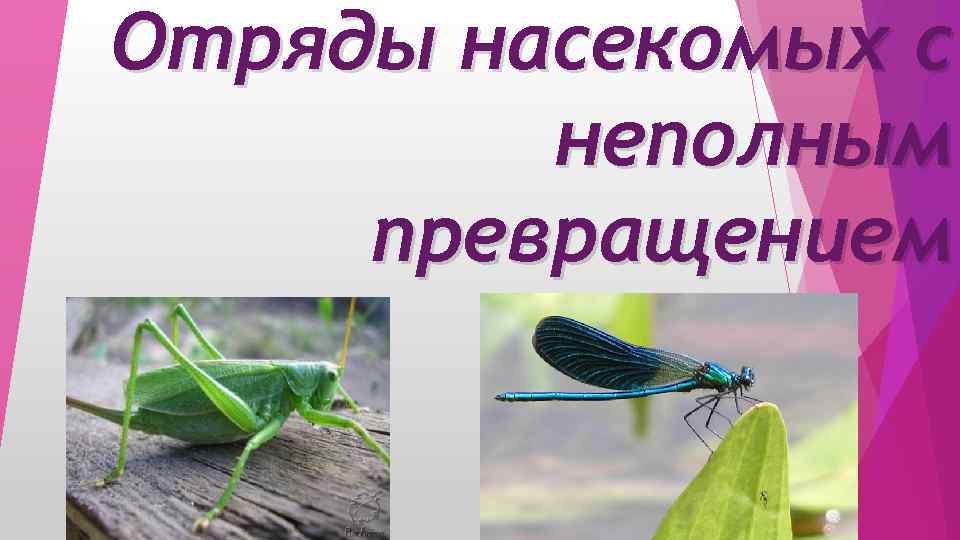 Отряды насекомых с неполным превращением 