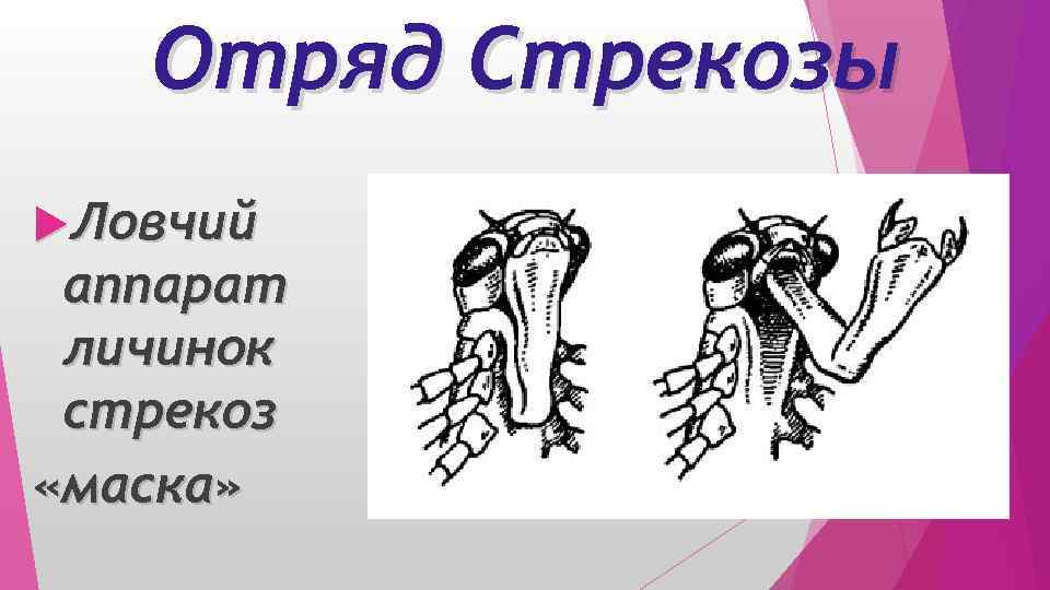 Отряд Стрекозы Ловчий аппарат личинок стрекоз «маска» 