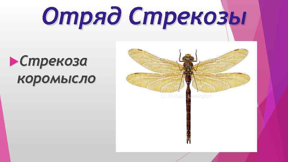 Отряд Стрекозы Стрекоза коромысло 