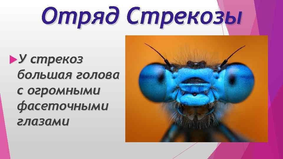 Отряд Стрекозы У стрекоз большая голова с огромными фасеточными глазами 