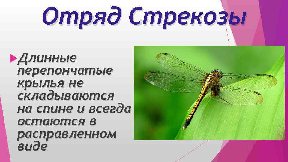 Отряд Стрекозы Длинные перепончатые крылья не складываются на спине и всегда остаются в расправленном