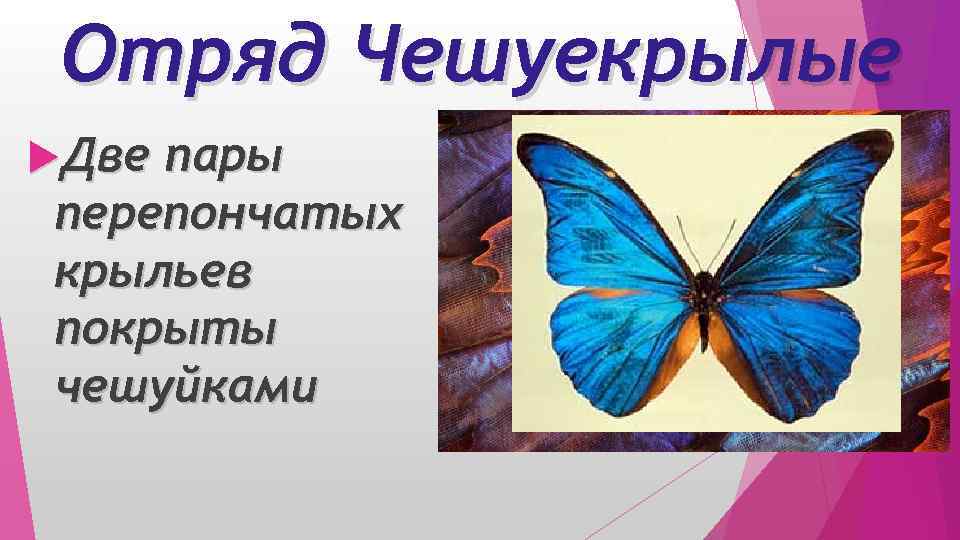 Отряд Чешуекрылые Две пары перепончатых крыльев покрыты чешуйками 