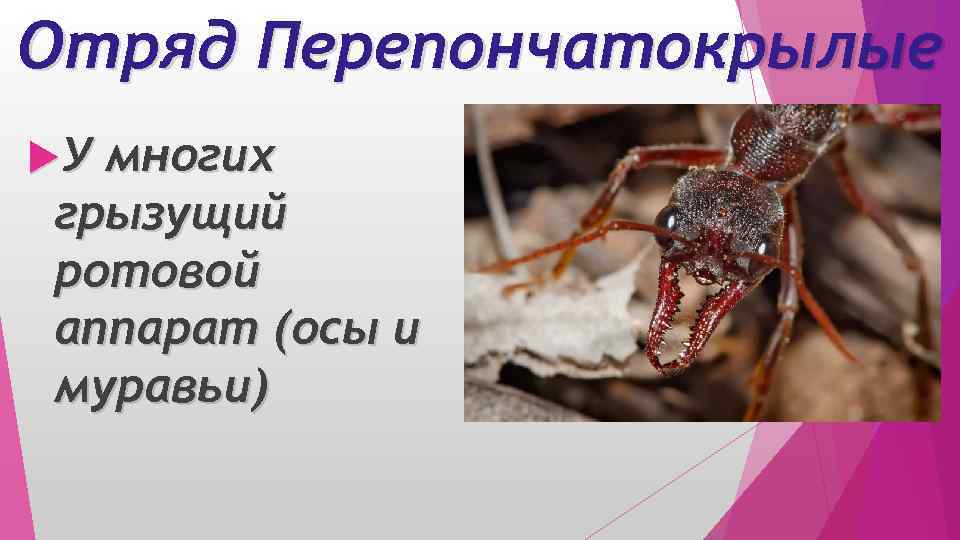 Отряд Перепончатокрылые У многих грызущий ротовой аппарат (осы и муравьи) 