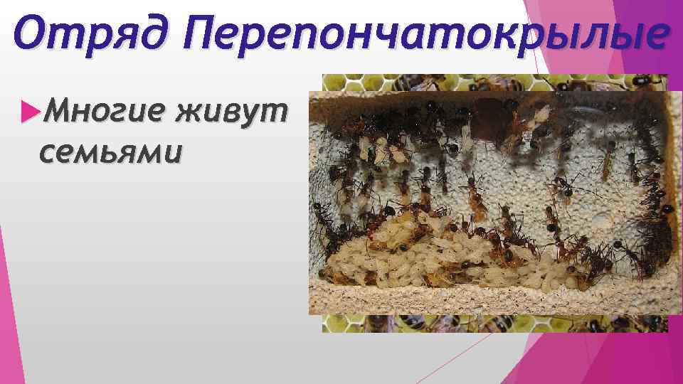 Отряд Перепончатокрылые Многие живут семьями 