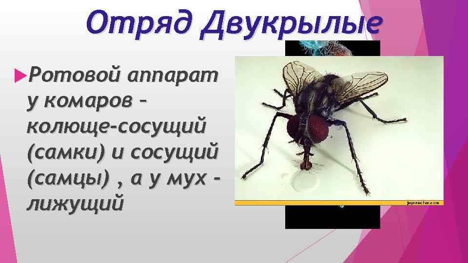 Отряд Двукрылые Ротовой аппарат у комаров – колюще-сосущий (самки) и сосущий (самцы) , а