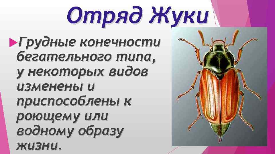 Отряд Жуки Грудные конечности бегательного типа, у некоторых видов изменены и приспособлены к роющему