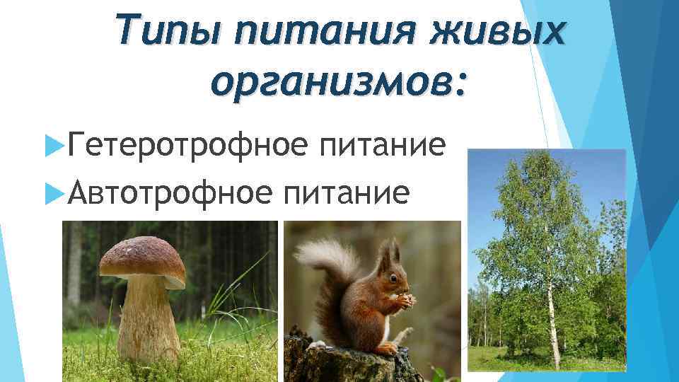 Типы питания живых организмов: Гетеротрофное питание Автотрофное питание 