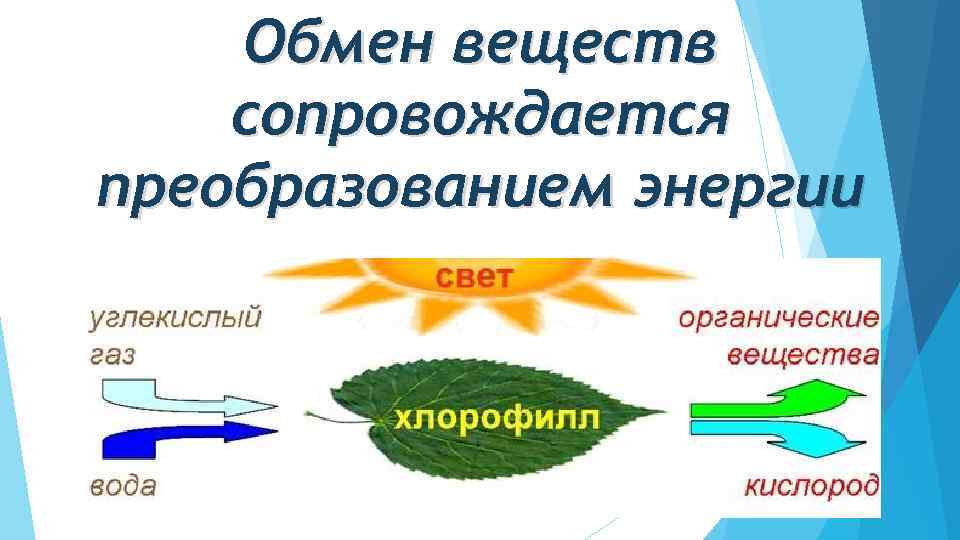 Обмен веществ сопровождается преобразованием энергии 