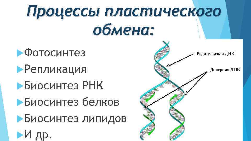 Схема пластического обмена