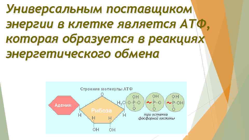Универсальным поставщиком энергии в клетке является АТФ, которая образуется в реакциях энергетического обмена 