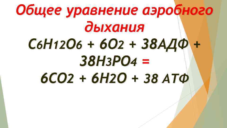 Общее уравнение аэробного дыхания С 6 Н 12 О 6 + 6 О 2