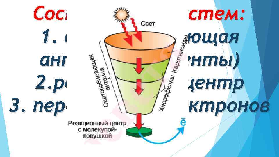 Состав фотосистем: 1. светособирающая антенна (пигменты) 2. реакционный центр 3. переносчики электронов 