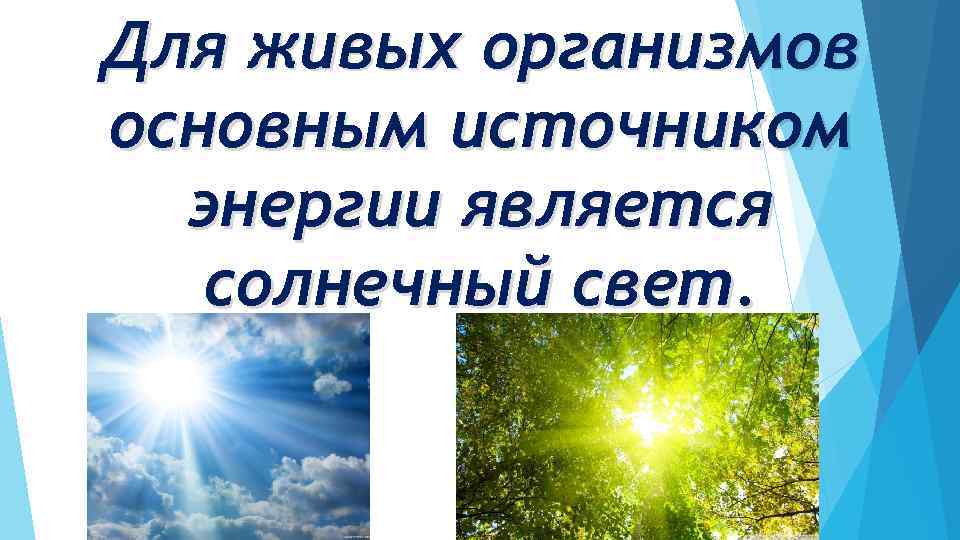 Основным источником быстрой энергии в живых организмах. Источники энергии для живых организмов. Источник энергии для организма.