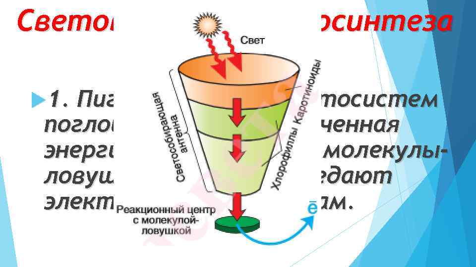 Световая фаза фотосинтеза 1. Пигменты обоих фотосистем поглощают свет, полученная энергия передается на молекулыловушки,
