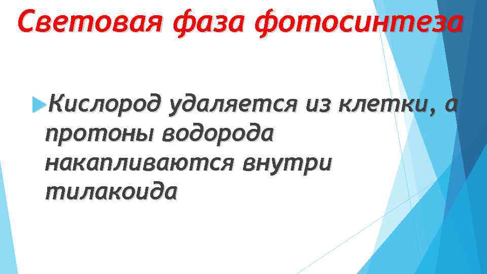 Световая фаза фотосинтеза Кислород удаляется из клетки, а протоны водорода накапливаются внутри тилакоида 