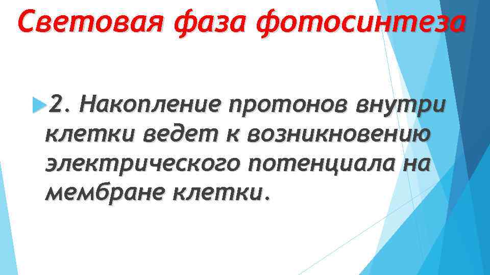 Световая фаза фотосинтеза 2. Накопление протонов внутри клетки ведет к возникновению электрического потенциала на