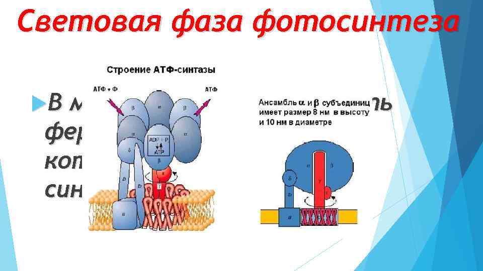 Строение атф синтазы