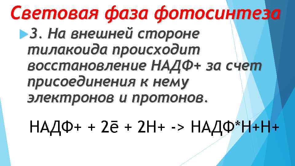 Световая фаза фотосинтеза 3. На внешней стороне тилакоида происходит восстановление НАДФ+ за счет присоединения