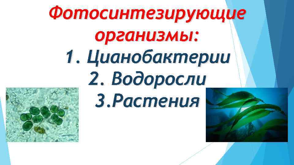 Фотосинтезирующие организмы: 1. Цианобактерии 2. Водоросли 3. Растения 