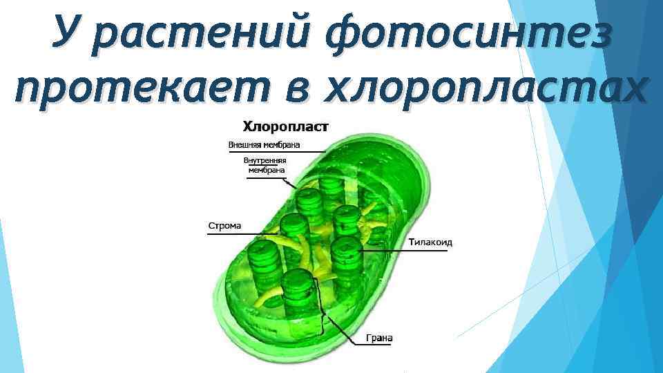 У растений фотосинтез протекает в хлоропластах 