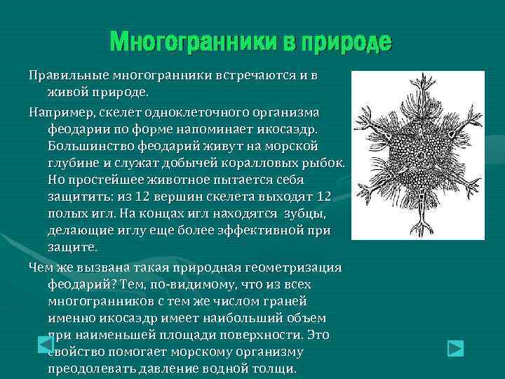 Многогранники в природе Правильные многогранники встречаются и в живой природе. Например, скелет одноклеточного организма