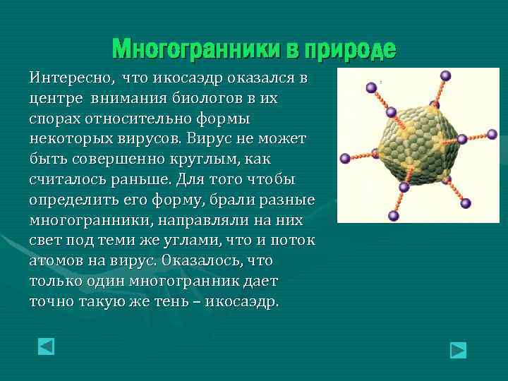 Многогранники в природе Интересно, что икосаэдр оказался в центре внимания биологов в их спорах