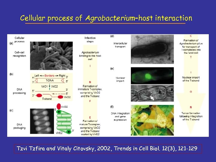 Cellular process of Agrobacterium–host interaction Tzvi Tzfira and Vitaly Citovsky, 2002, Trends in Cell