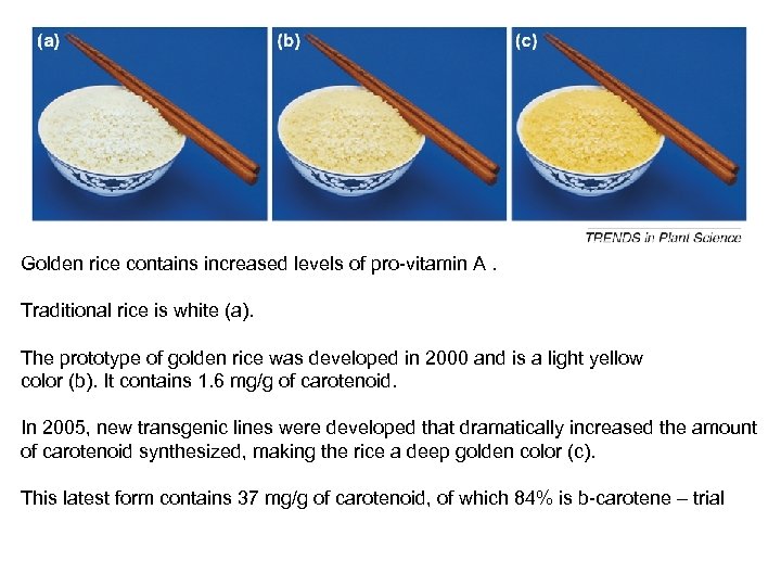 Golden rice contains increased levels of pro-vitamin A. Traditional rice is white (a). The