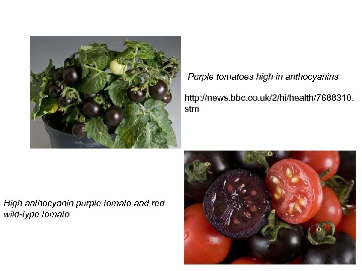 Purple tomatoes high in anthocyanins http: //news. bbc. co. uk/2/hi/health/7688310. stm High anthocyanin purple