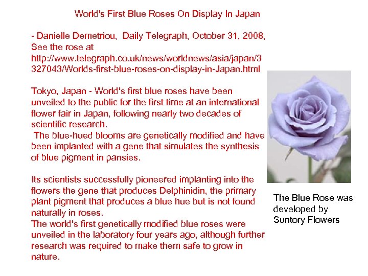  World's First Blue Roses On Display In Japan - Danielle Demetriou, Daily Telegraph,