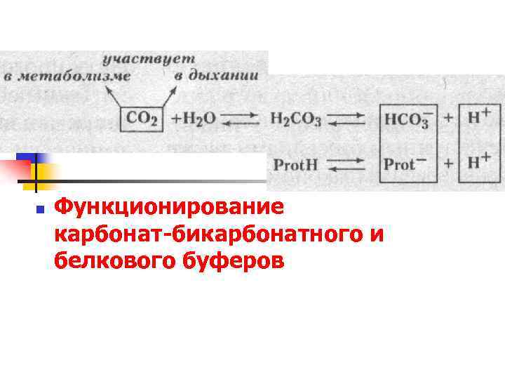 n Функционирование карбонат-бикарбонатного и белкового буферов 