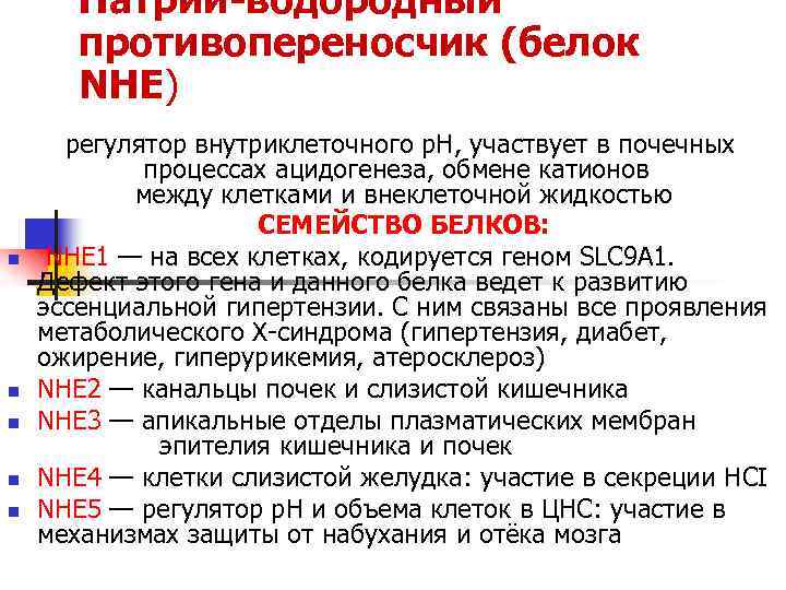 Натрий-водородный противопереносчик (белок NHE) n n n регулятор внутриклеточного р. Н, участвует в почечных