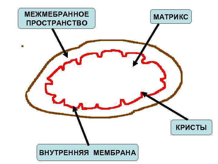 МЕЖМЕБРАННОЕ ПРОСТРАНСТВО МАТРИКС КРИСТЫ ВНУТРЕННЯЯ МЕМБРАНА 