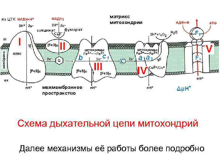 Общая схема тканевого дыхания