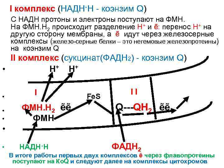 I комплекс (НАДН·Н - коэнзим Q) С НАДН протоны и электроны поступают на ФМН.